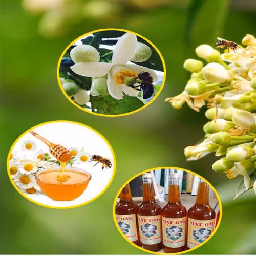 Mật ong hương bưởi