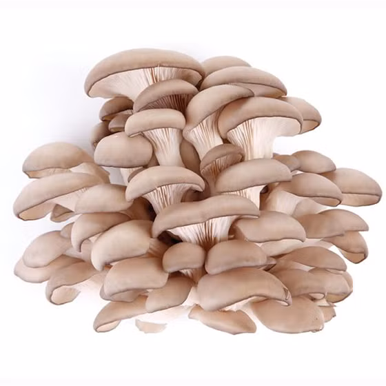 Nấm Thương Huyền