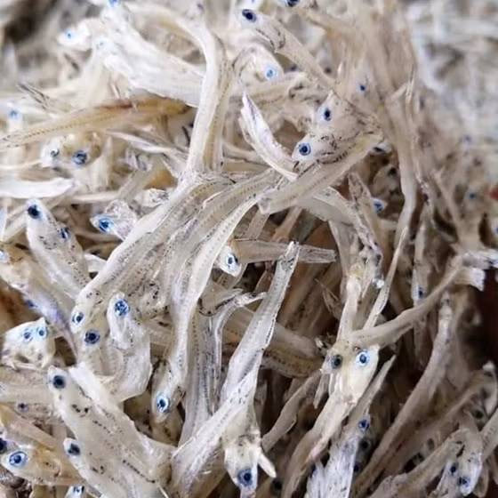 Cá trỏng khô Vân Huy