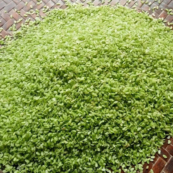 Cốm xanh Thượng Giáp