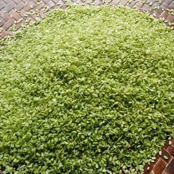 Cốm xanh Thượng Giáp