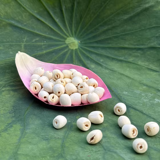 Hạt sen khô Phúc An Farm