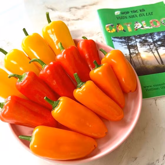 Ớt trái cây ngọt Sweet Palermo