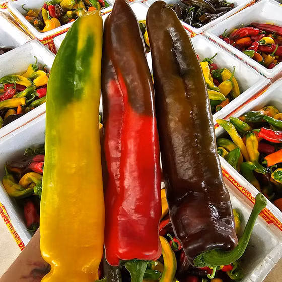 Ớt trái cây ngọt Sweet Palermo