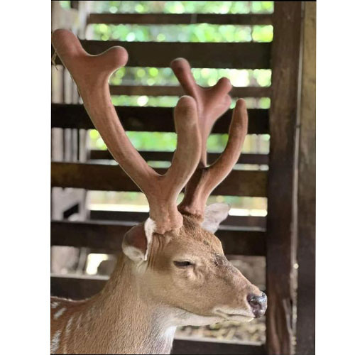 Rượu nhung hươu Chiến Sơn