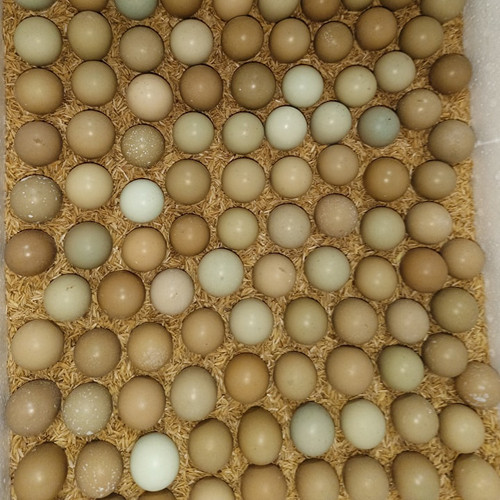 Trứng chim trĩ Hưng Long