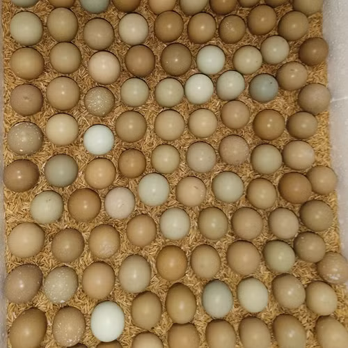 Trứng chim trĩ Hưng Long