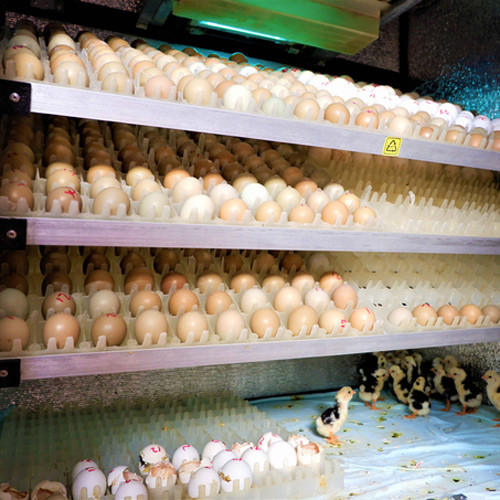 Trứng chim trĩ Hưng Long