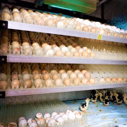 Trứng chim trĩ Hưng Long