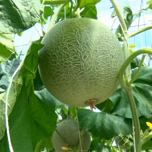 Dưa lưới An Xuân 