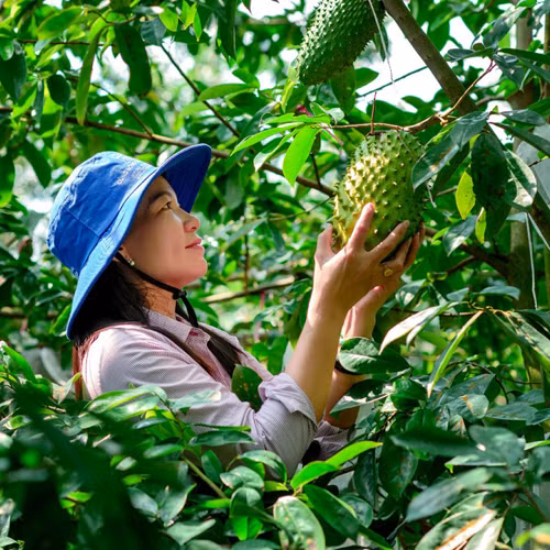 Trà mãng cầu Kim Nhiên