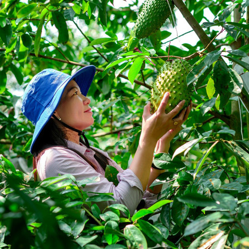 Trà mãng cầu Kim Nhiên