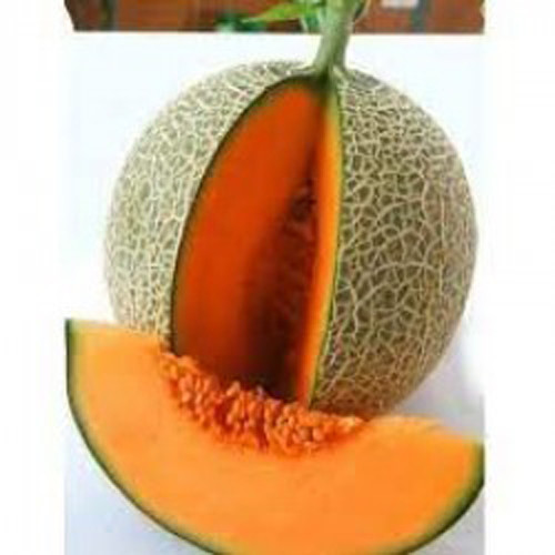 Dưa lưới Hiền Tiến