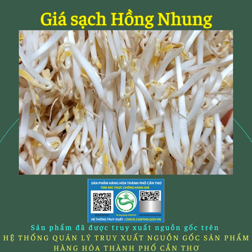 Giá sạch Hồng Nhung