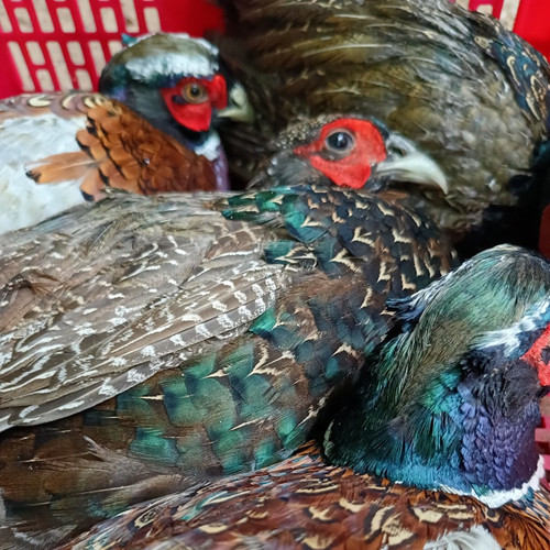 Chim trĩ thịt Hưng Long