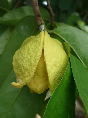 Trà mãng cầu Long Giang