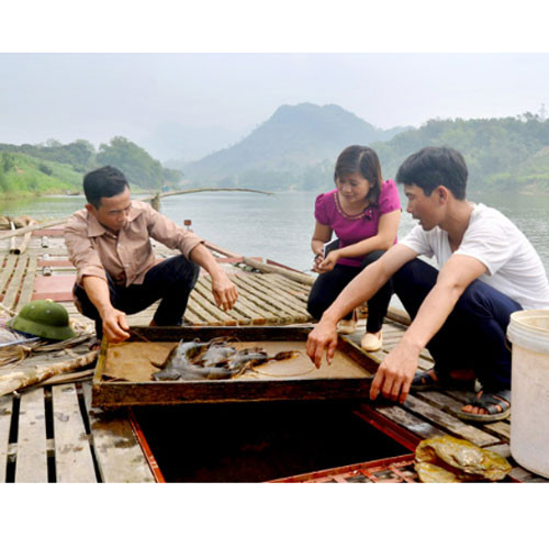 Cá chiên Quý Quân