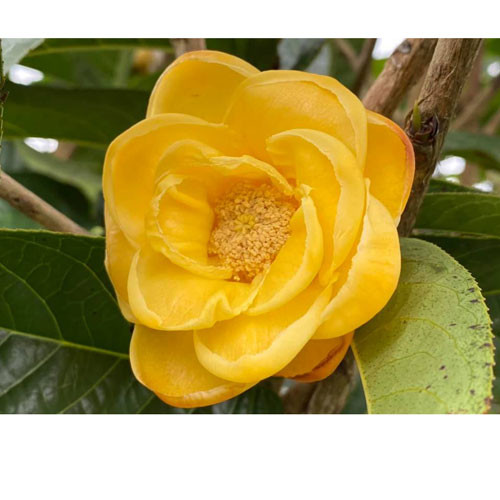 Trà hoa vàng Mạn Hảo