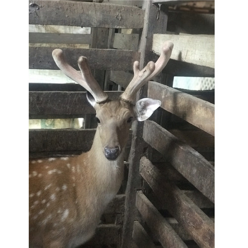 Nhung hươu tươi Hương Luật