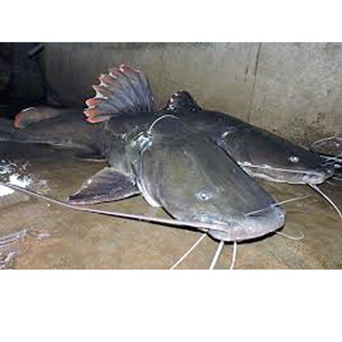 Chả cá Huyền Nguyễn