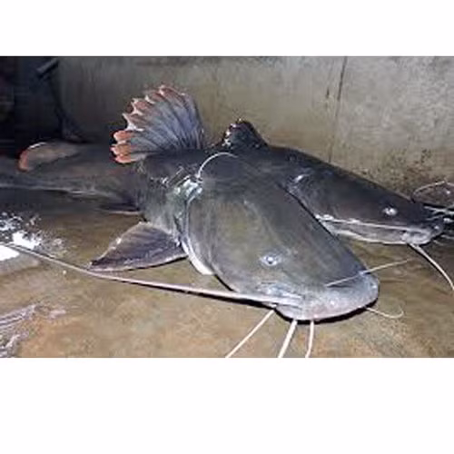 Chả cá Huyền Nguyễn