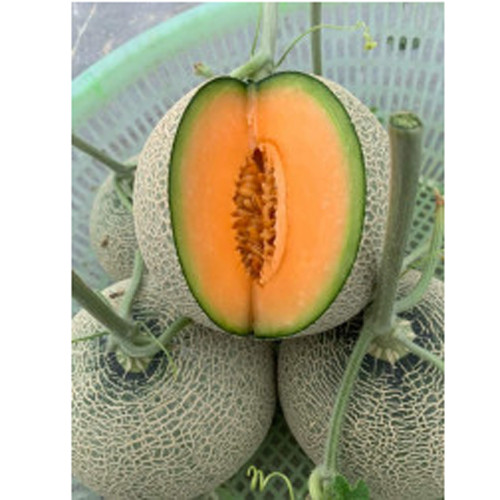 Dưa lưới Hiền Tiến