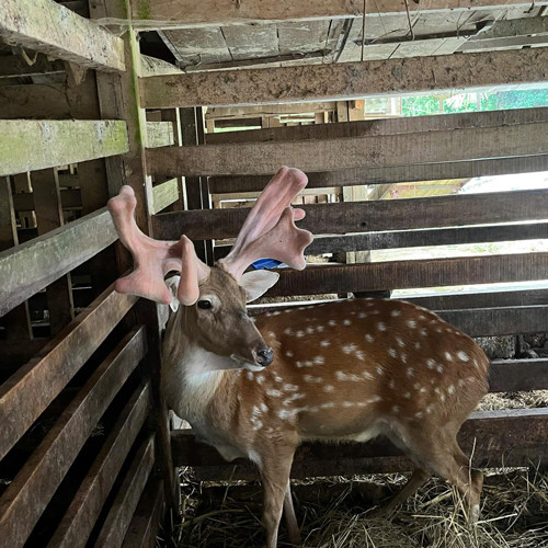 Nhung hươu tươi Chiến Sơn