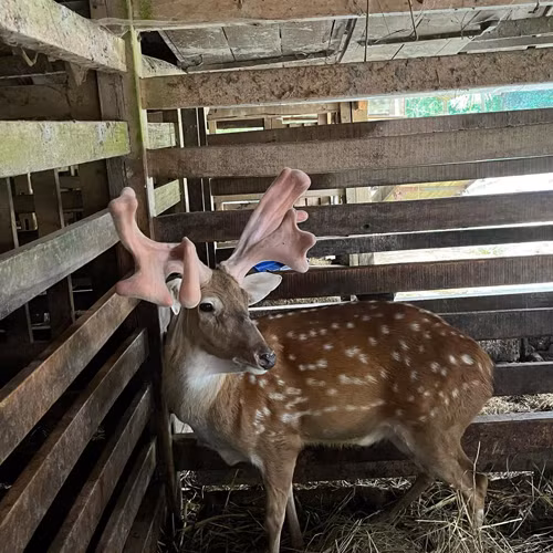 Nhung hươu tươi Chiến Sơn