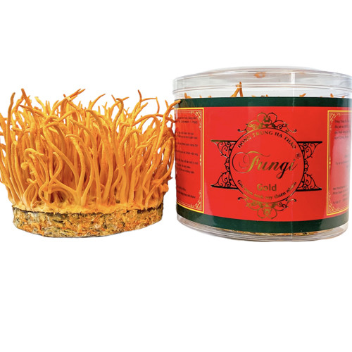 Nấm đông trùng hạ thảo tươi Fungi