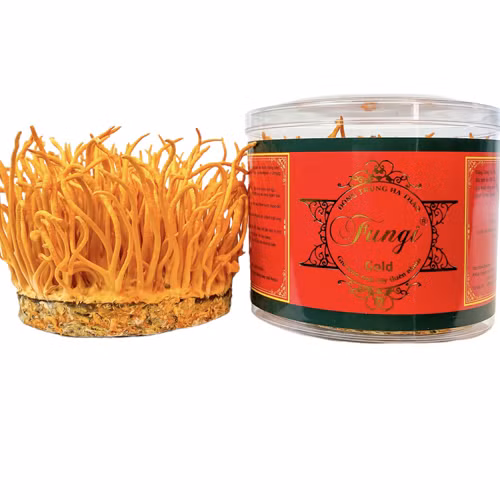 Nấm đông trùng hạ thảo tươi Fungi