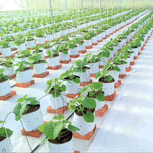 Dưa lưới Hiền Tiến