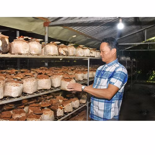 Nấm linh chi Quang Trung