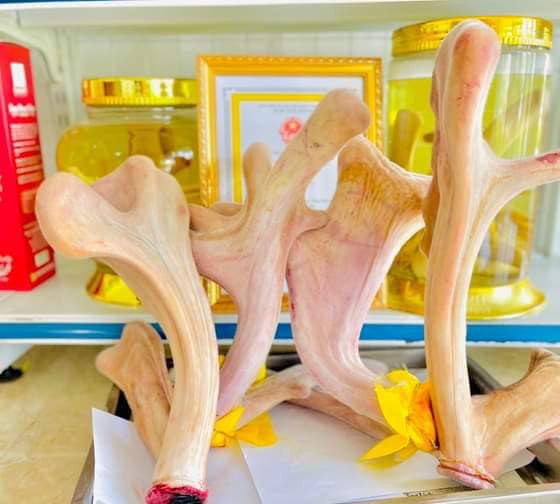 Nhung hươu tươi Chiến Sơn