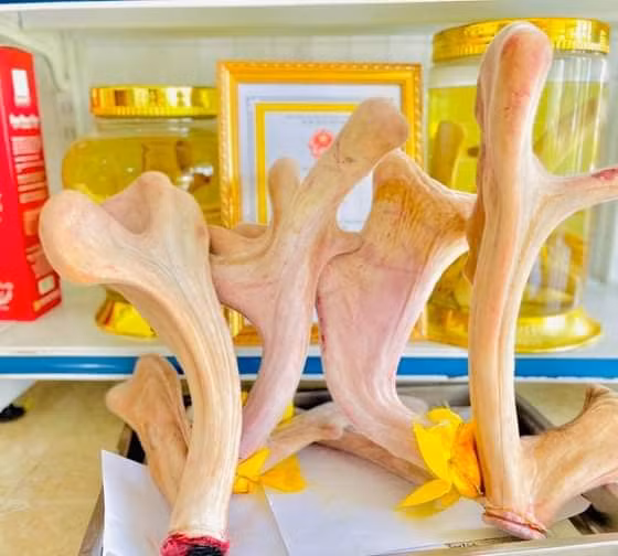 Nhung hươu tươi Chiến Sơn