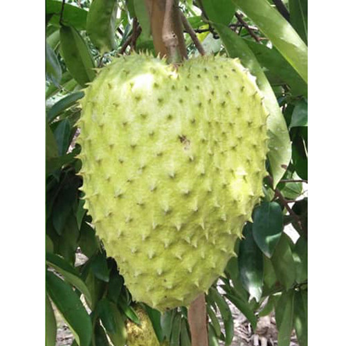 Trà mãng cầu Long Giang