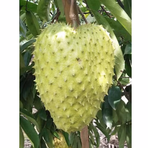 Trà mãng cầu Long Giang