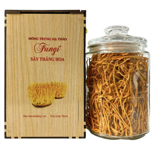 Nấm đông trùng hạ thảo tươi Fungi