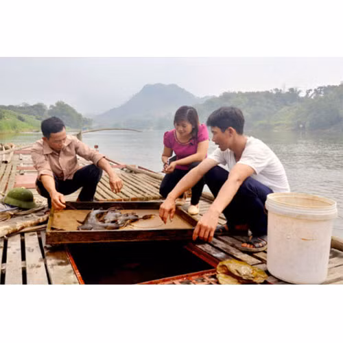 Cá chiên đặc sản Thái Hòa