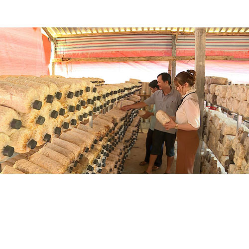 Nấm sò tươi Phúc Thịnh