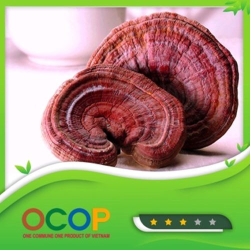 Nấm linh chi Quang Trung