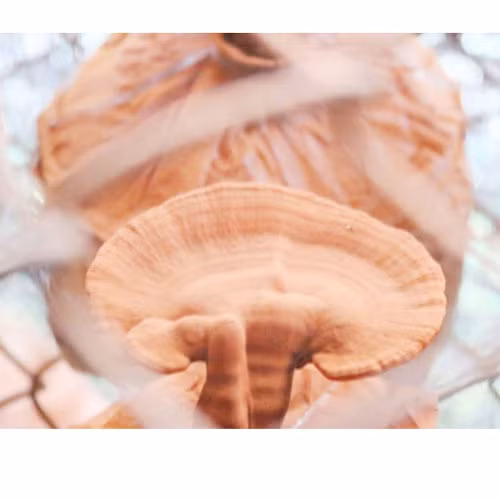 Nấm linh chi Quang Trung