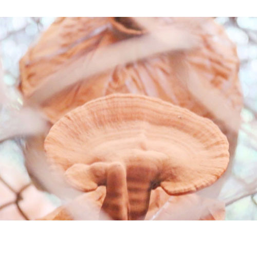 Nấm linh chi Quang Trung