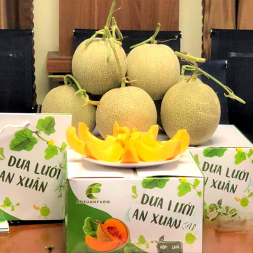 Dưa lưới An Xuân 