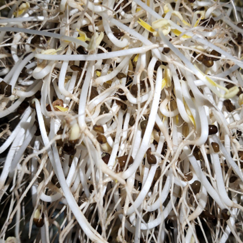 Giá sạch Hồng Nhung