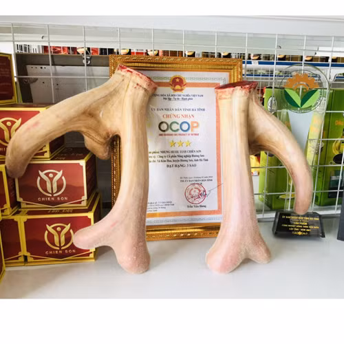 Nhung hươu tươi Chiến Sơn