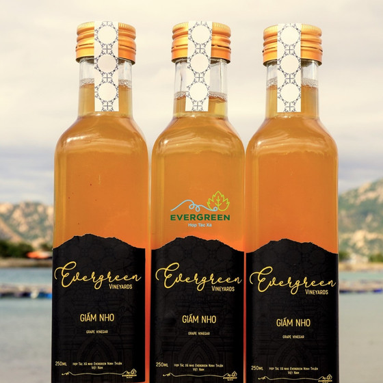 Giấm nho Evergreen Ninh Thuận