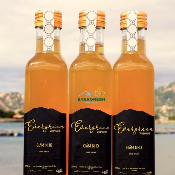 Giấm nho Evergreen Ninh Thuận