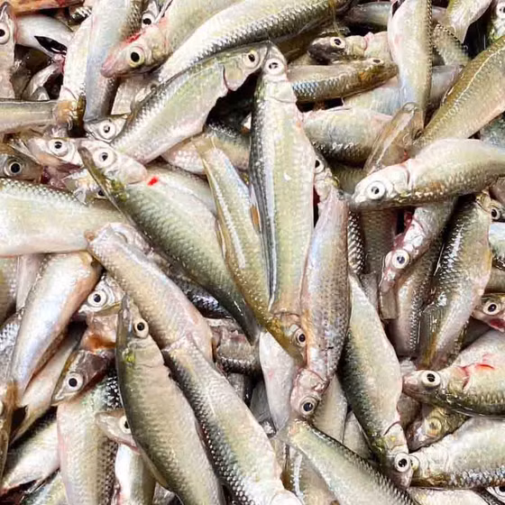 Mắm Bà Thạo