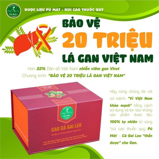 Cao cà gai leo Pù Mát