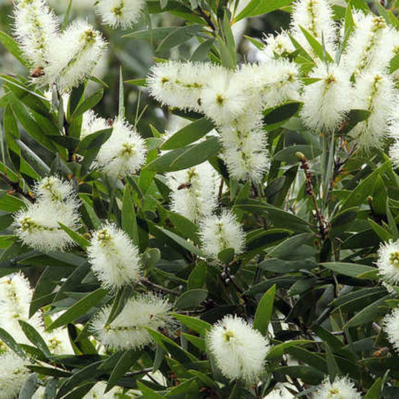 Tinh dầu tràm gió Mộc Hóa Việt Nam